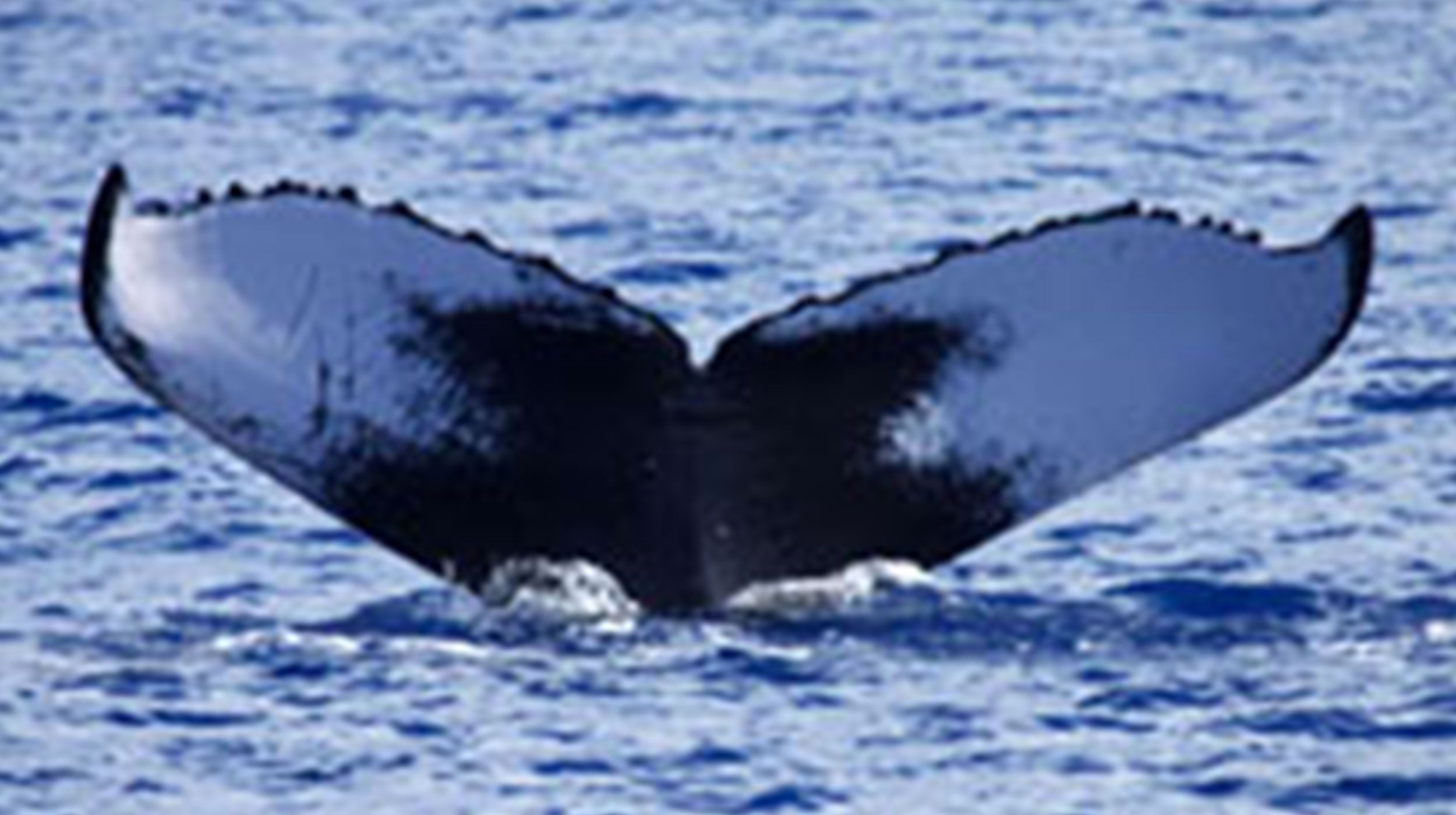 Pacific Blue Adventure Baleine